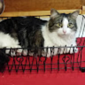 Meet your Posher, Thomas